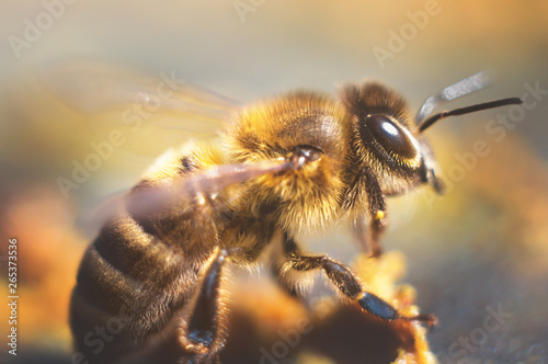 A large yellow bee collects spring nectar from blooming flowers. Insect in the wild close up. Macrophotography
