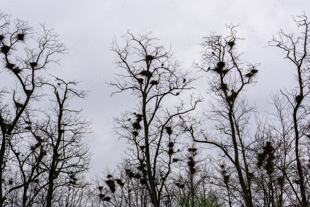 Colony of European Jackdaw Birds. A colony of jackdaw nesting high up in bare treetops against a dark cloudy sky. Colony of European Jackdaw Birds. A colony of jackdaw nesting high up in bare treetops against a dark cloudy sky.
