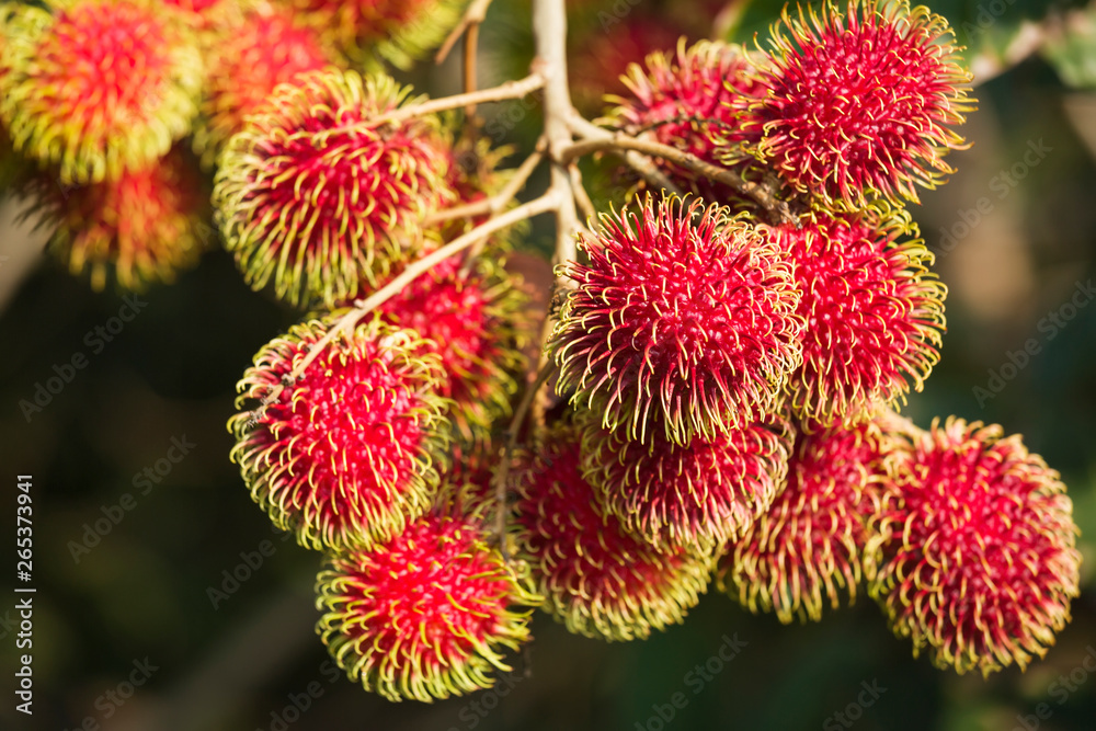 Ripening Rambutan (Nephelium Lappaceum); Captain Cook, Island Of Hawaii, Hawaii, United States Of America