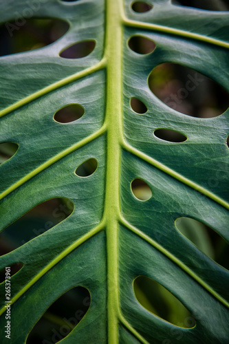 Close Up Of A Green Leaf With Holes In It; Hawaii, United States Of America photo