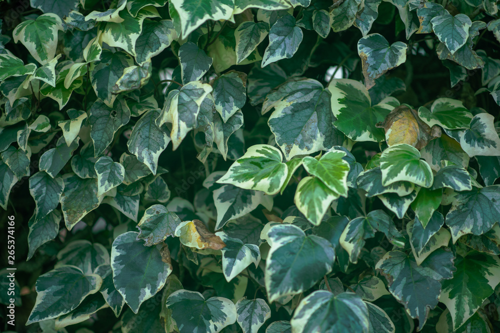 Close up shot of plants forming pattern Close up shot of plants forming pattern