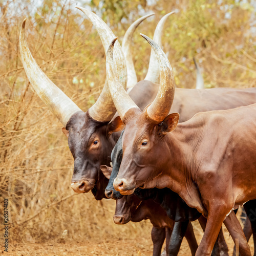 Ankole-Watusi Cow; Uganda photo
