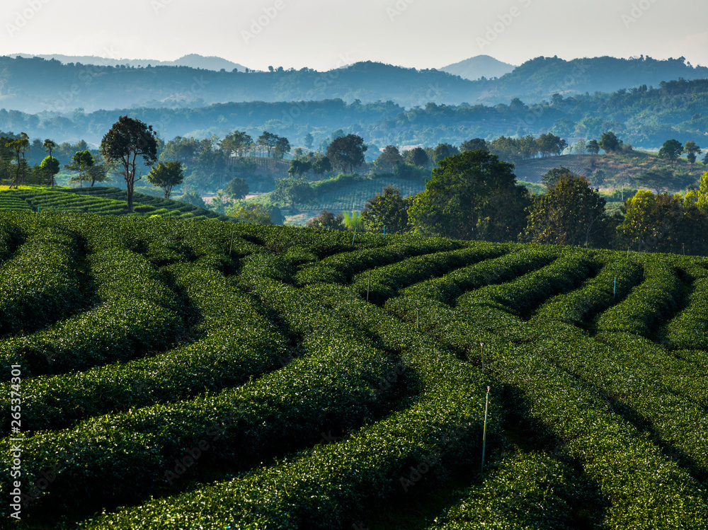 Tea Plantation; Tambon Si Kham, Chang Wat Chiang Rai, Thailand Tea Plantation; Tambon Si Kham, Chang Wat Chiang Rai, Thailand