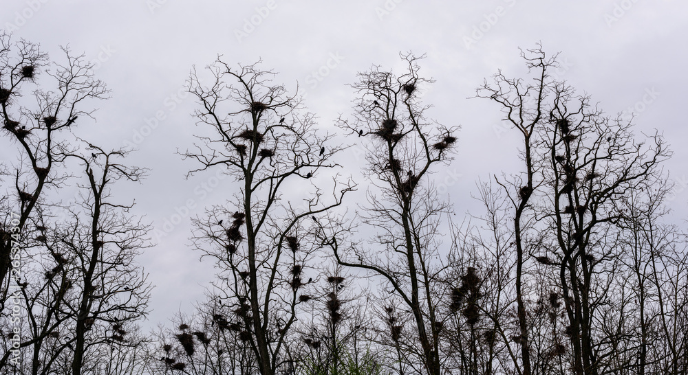Colony of European Jackdaw Birds. A colony of jackdaw nesting high up in bare treetops against a dark cloudy sky. Colony of European Jackdaw Birds. A colony of jackdaw nesting high up in bare treetops against a dark cloudy sky.