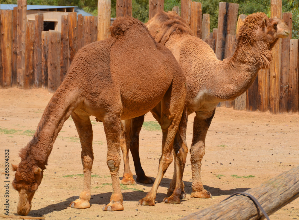 Camel is an ungulate within the genus Camelus, bearing distinctive ...