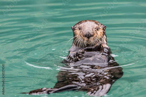 Close-Up Of A Sea Otter (Enhydra Lutris) Floating On It's Back, Looking Towards The Camera, South-Central Alaska; Seward, Alaska, United States Of America photo