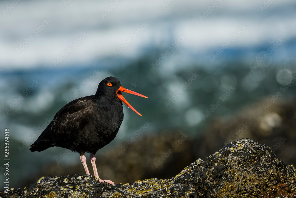 An American Black Oystercatcher (Haematopus Bachmani) Vocalizes On The Oregon Coast; Newport, Oregon, United States Of America An American Black Oystercatcher (Haematopus Bachmani) Vocalizes On The Oregon Coast; Newport, Oregon, United States Of America