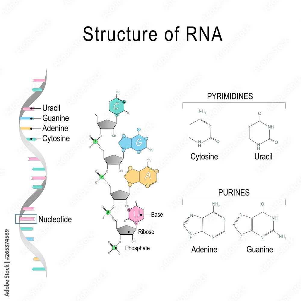 Vetor de RNA. structural formula of adenine, cytosine, guanine and