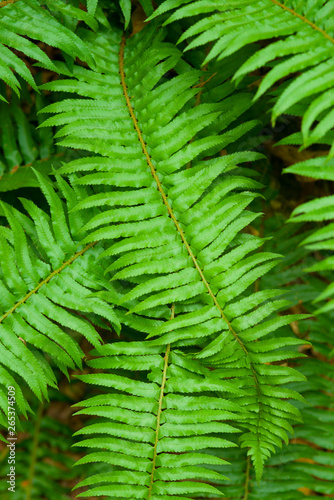 Lush, Green Ferns; Thetis Island, British Columbia, Canada photo