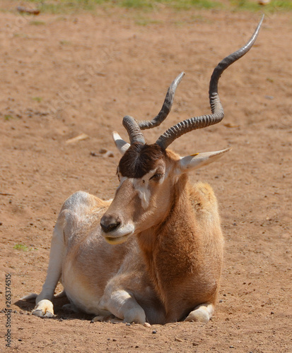  addax (Addax nasomaculatus), also known as the white antelope and the screwhorn antelope, is an antelope of the genus Addax, that lives in the Sahara desert. photo