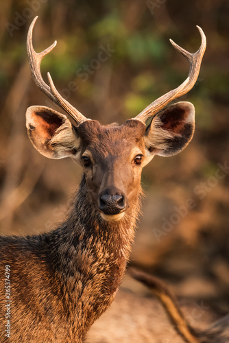 Close-Up Of Male Sambar (Rusa Unicolor) Deer In Sunlight; Chandrapur, Maharashtra, India photo