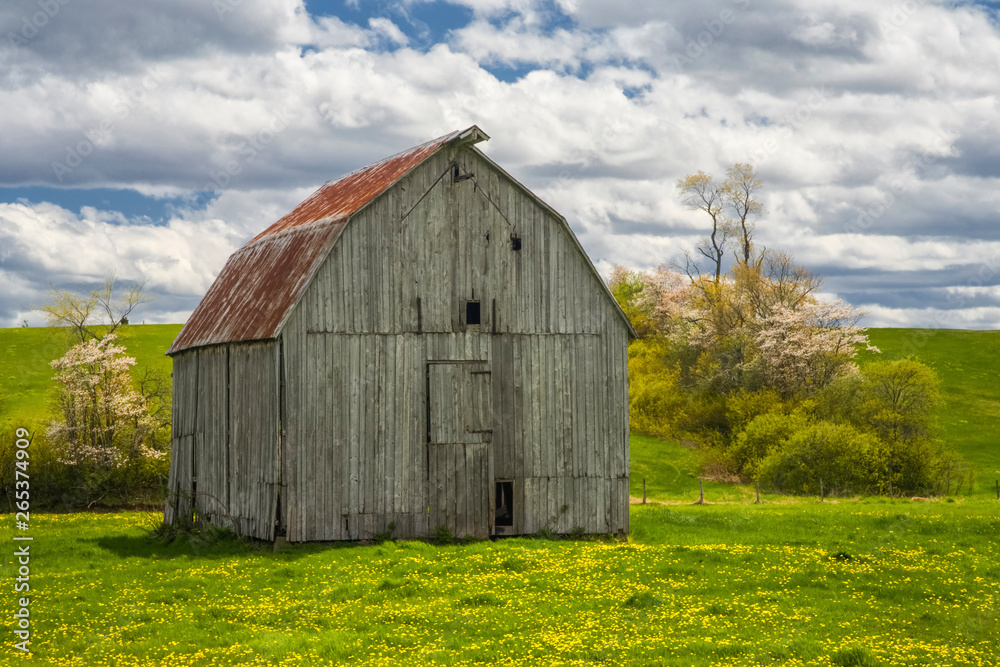 Old Barn And Spring Indian Pear Blossoms, Gypsum Mines; Nova Scotia, Canada Old Barn And Spring Indian Pear Blossoms, Gypsum Mines; Nova Scotia, Canada