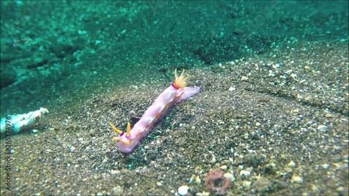 Meeresschnecke