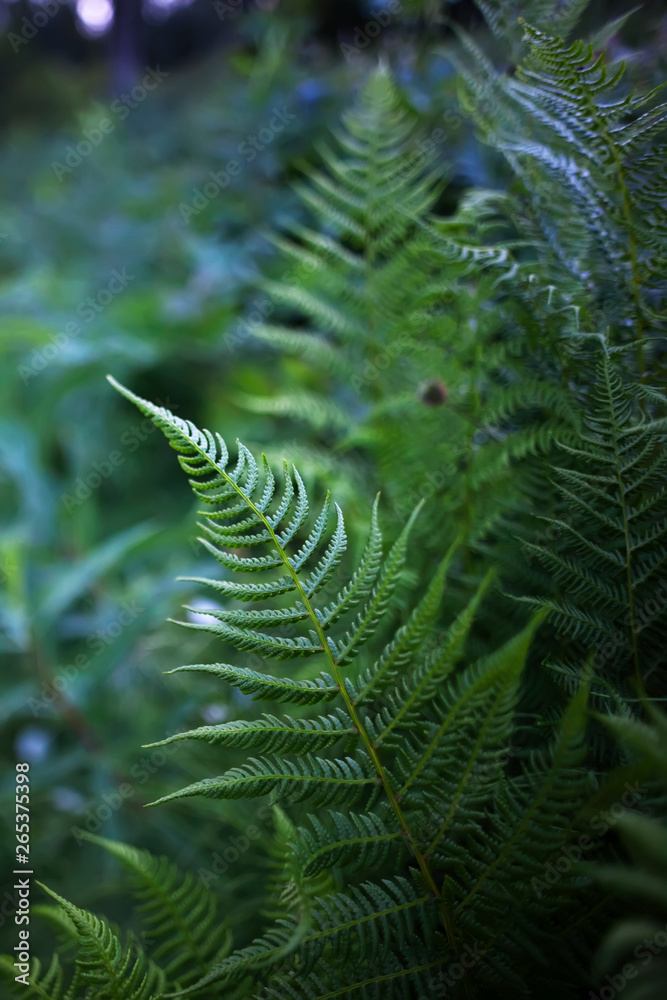 Close-Up Of New Ferns; Alaska, United States Of America Close-Up Of New Ferns; Alaska, United States Of America