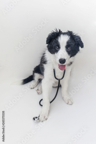 Puppy dog border collie and stethoscope isolated on white background. Little dog on reception at veterinary doctor in vet clinic. Pet health care and animals concept © Юлия Завалишина