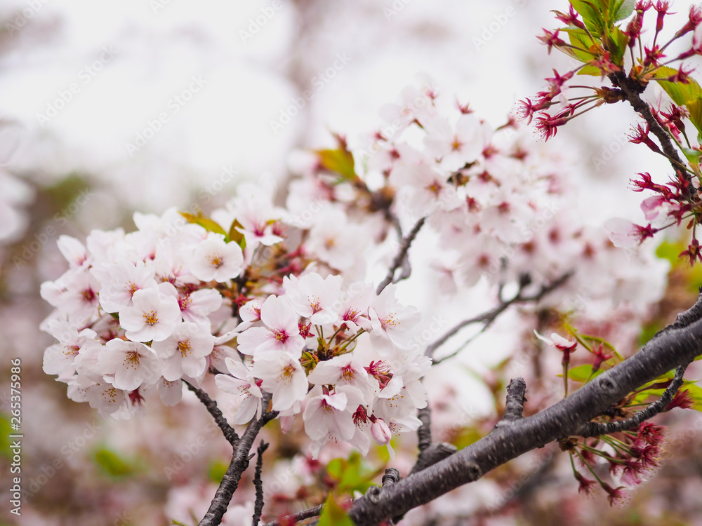 The full blooming cherry blossom in the park.