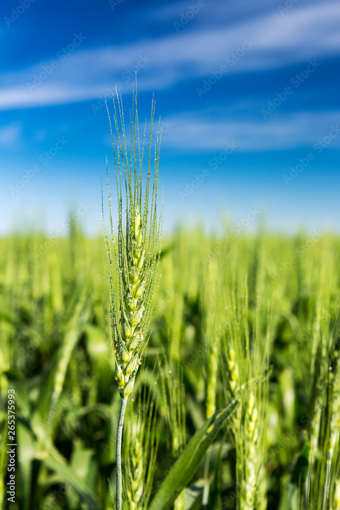 Close-up of an unripened green wheat head with dew drops in a field with blue sky and clouds, East of Calgary; Alberta, Canada Close-up of an unripened green wheat head with dew drops in a field with blue sky and clouds, East of Calgary; Alberta, Canada