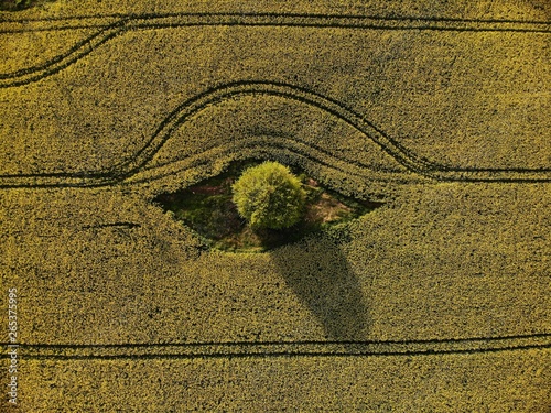 Drone View of Yellow Rape Seed Fields