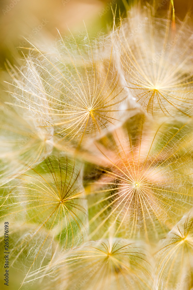 Extreme close-up of a dandelion seed head; Naramata, British Columbia, Canada Extreme close-up of a dandelion seed head; Naramata, British Columbia, Canada