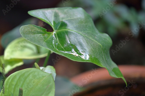 Thick juicy leaf of a large green plant