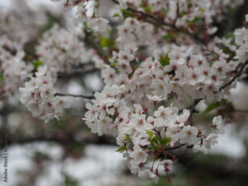 The full blooming cherry blossom in the park. The full blooming cherry blossom in the park.