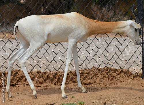 The dama gazelle, addra gazelle, or mhorr gazelle (Nanger dama, formerly Gazella dama). It lives in Africa in the Sahara desert and the Sahel. 