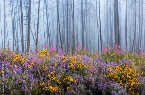 Kettle River Recreation Area bursting with wildflowers after a fire destroyed much of the forest in a fire; British Columbia, Canada photo