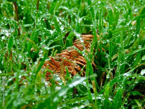 Green Wet Grass