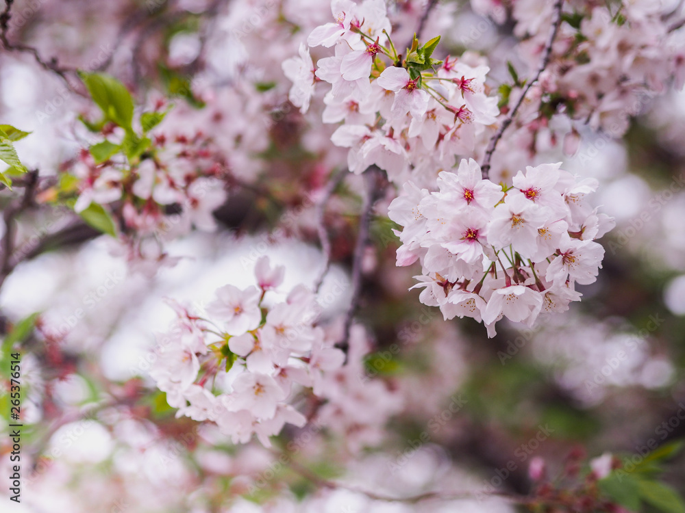 The full blooming cherry blossom in the park. The full blooming cherry blossom in the park.