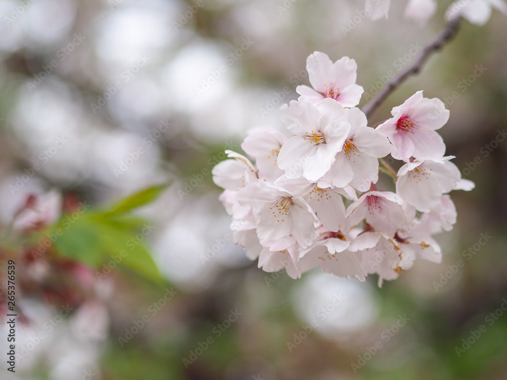 The full blooming cherry blossom in the park.