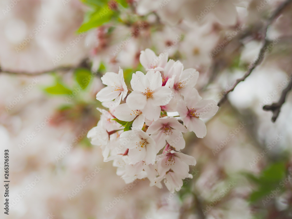 The full blooming cherry blossom in the park. The full blooming cherry blossom in the park.