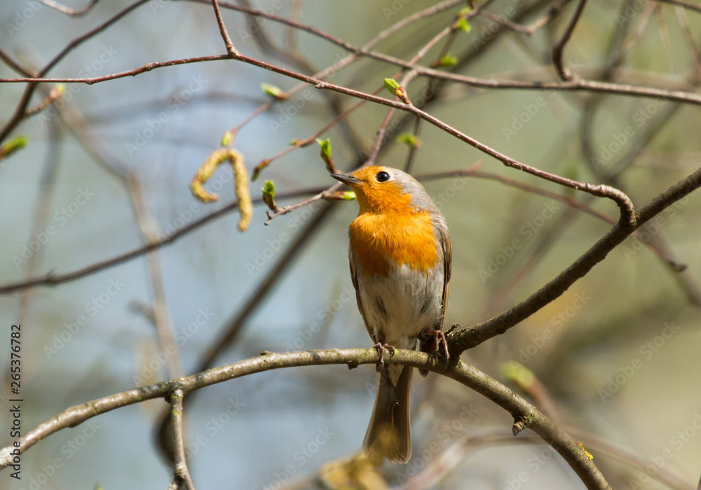Robin (Erithacus rubecula) on the branch 