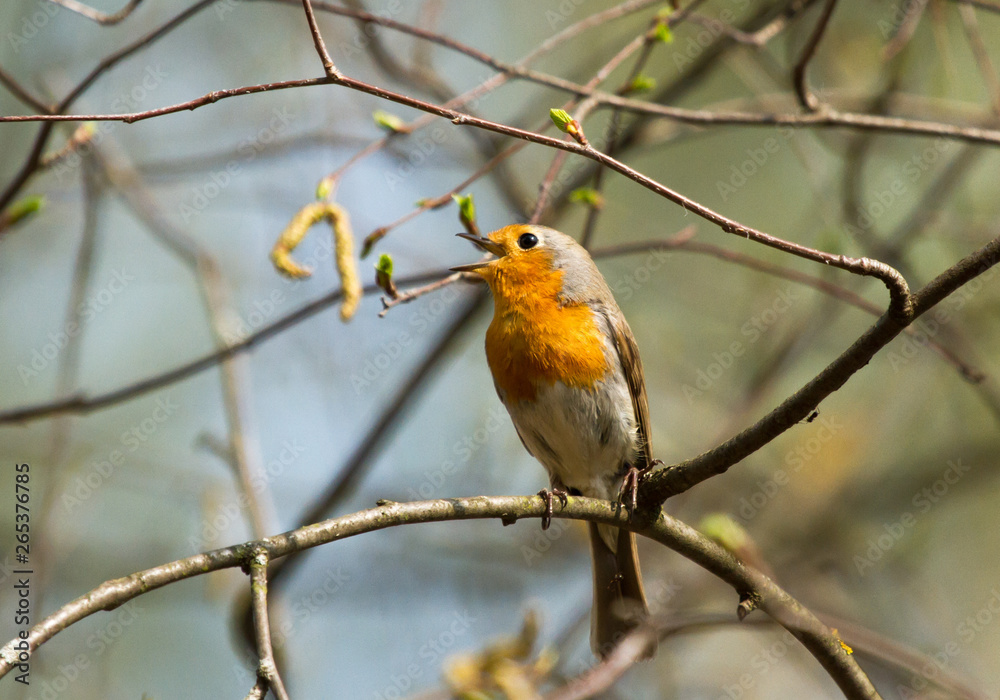 Robin (Erithacus rubecula) on the branch Robin (Erithacus rubecula) on the branch