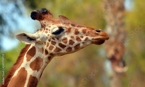 Canvas Print The giraffe (Giraffa camelopardalis) is an African even-toed ungulate mammal, the tallest of all extant land-living animal species, and the largest ruminant