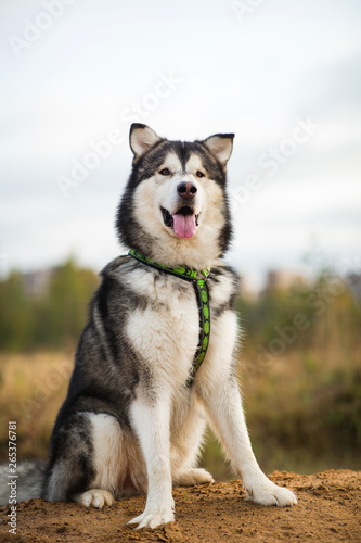 Front view at big brown white purebred majestic Alaskan Alaska Malamute