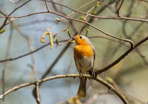 Robin (Erithacus rubecula) on the branch  © Vitaly Ilyasov