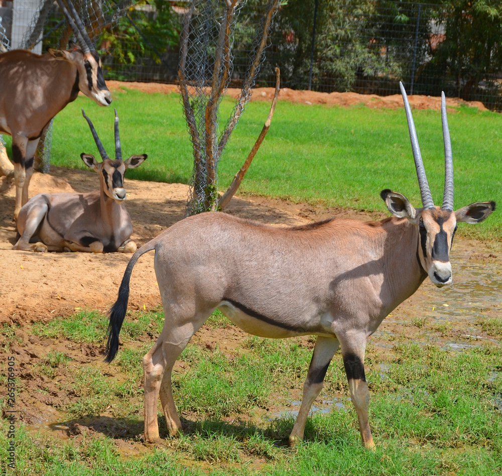 Foto Stock The East African oryx (Oryx beisa), also known as the beisa