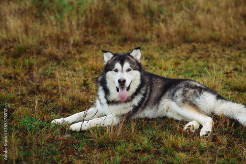 Close up big brown white purebred majestic Alaskan Alaska Malamute dog pet lies on the empty field green park © Alexandr