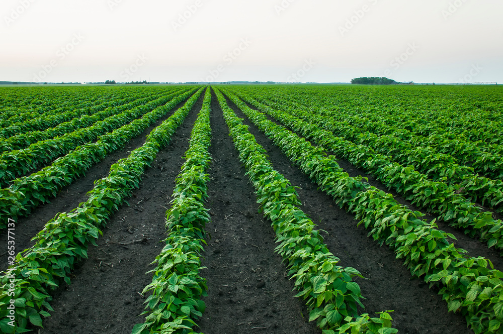 Growing soybean crop in a field; Minnesota, United States of America Growing soybean crop in a field; Minnesota, United States of America