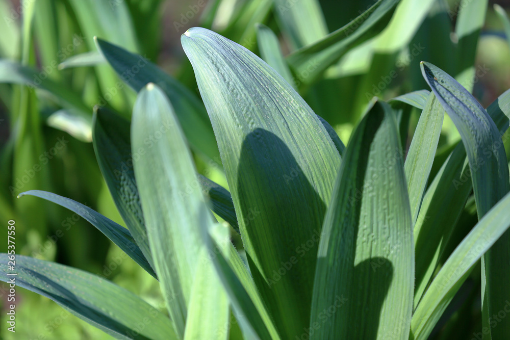 Obraz premium Thick juicy leaf of a large green plant