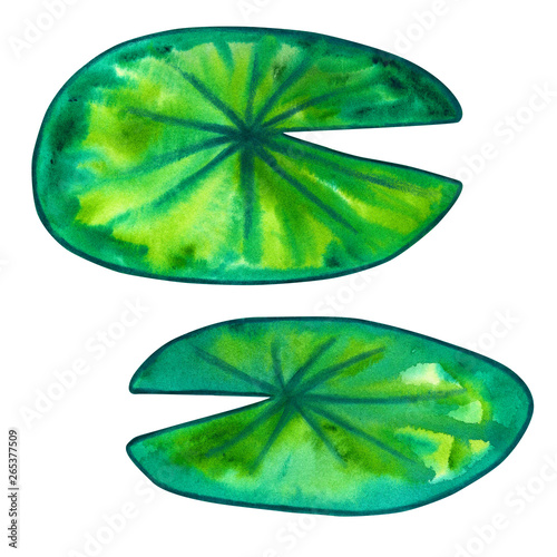 Canvas Print Green leaves of water lily