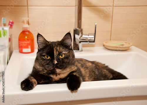 Cat sitting on wash basin