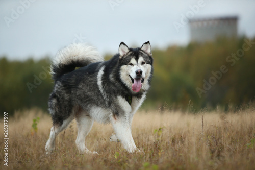 Big brown white purebred majestic Alaskan Alaska Malamute dog walking on the empty field in summer park