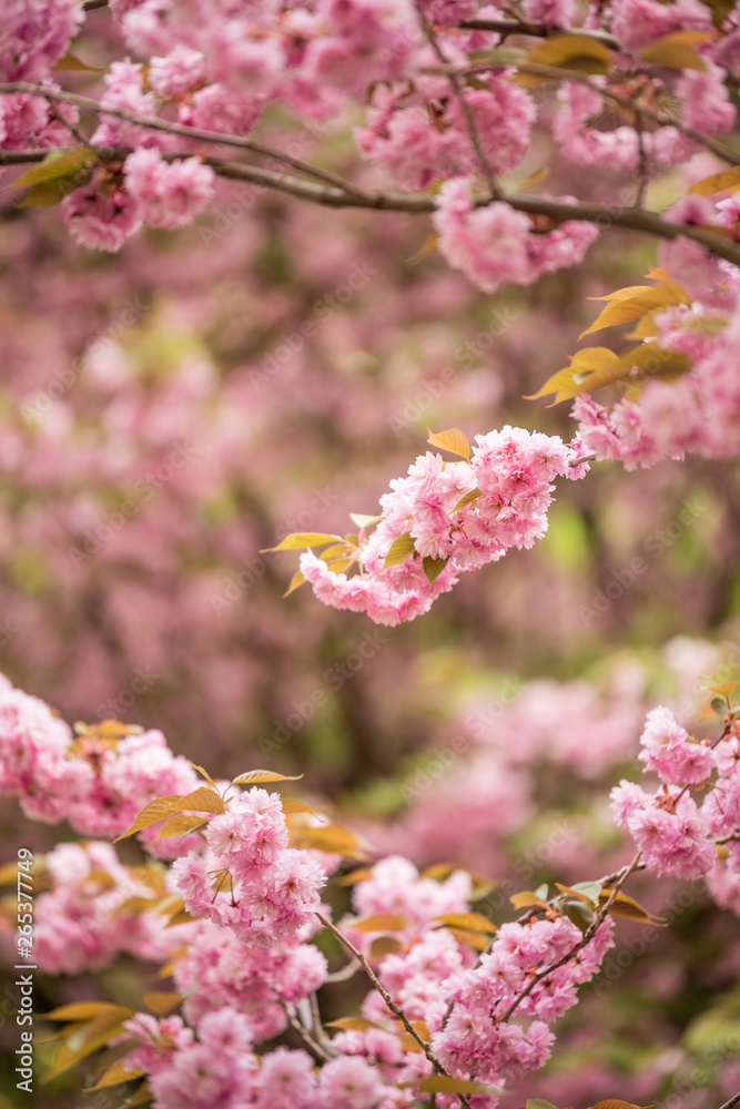 Cherry blossom tree branches and flowers with soft focus and shallow depth of field. Natural background in pink and white pastel colors with copy space. Sakura season in april Cherry blossom tree branches and flowers with soft focus and shallow depth of field. Natural background in pink and white pastel colors with copy space. Sakura season in april
