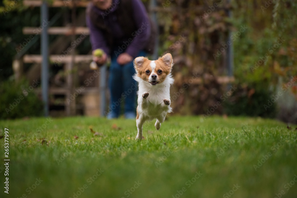 White brown longhair chihuahua running around in the garden White brown longhair chihuahua running around in the garden