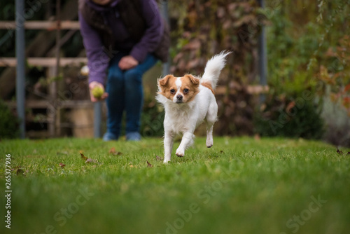 White brown longhair chihuahua running around in the garden