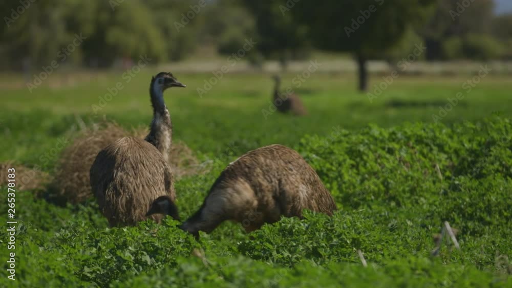 A medium tracking shot of n emu walking through the bushy fields with others in the background. A medium tracking shot of n emu walking through the bushy fields with others in the background.