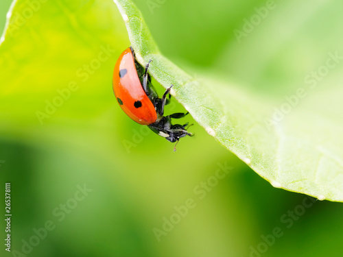 Ladybug on bok choi, in motion, eating an aphid; Upper Marlboro, Maryland, United States of America