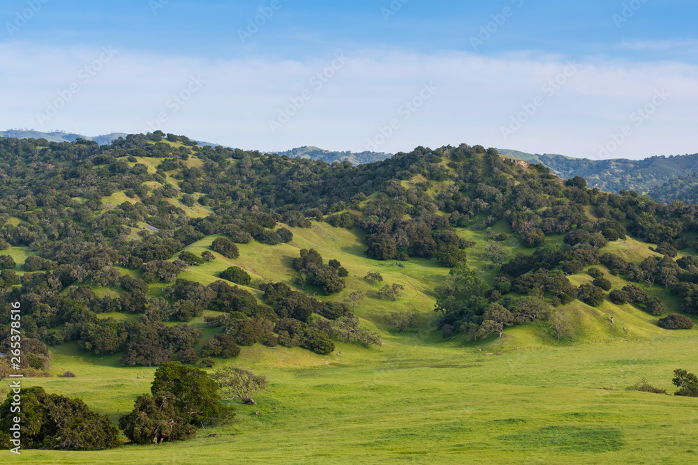 Beautiful oak-covered hills with lush green grassy meadows and ranchland in springtime near Monterey, California