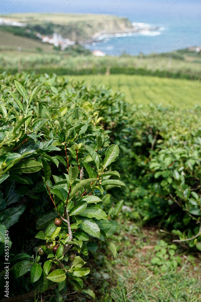 Tee Plantage auf den Azoren